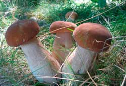 cepes champignons perche