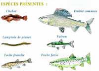especes poissons perche