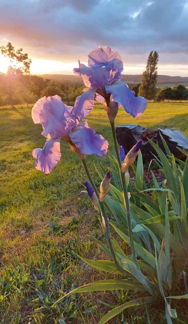 fleur iris perche