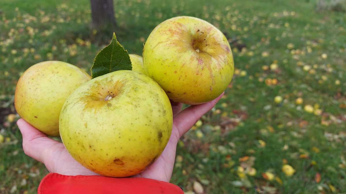 pomme cidre perche