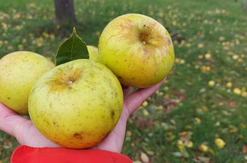 pomme cidre perche