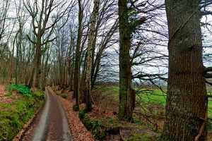 haie bocagere mise avant