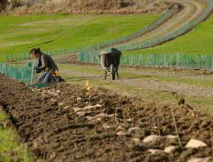 plantation haies David Commenchal