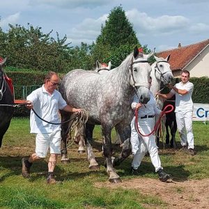 comice agricole berdhuis 01