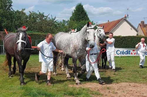 comice agricole berdhuis 01