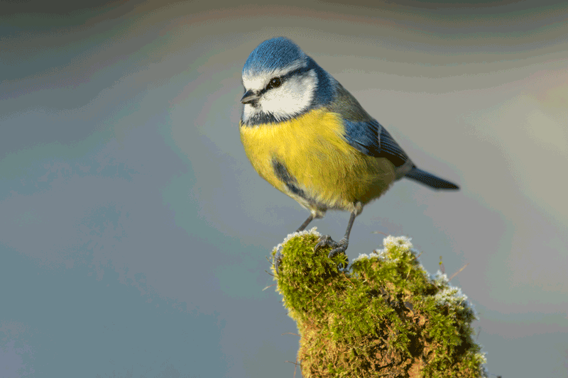 mesange bleue